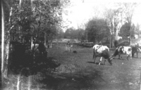 Lees Farm hemlock grove near river - c1890
