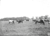 cows in Lees pasture 1900