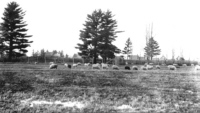 Slattery sheep pasture - Clegg in backgraound c1890's