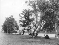 Lees Farm pasture with cows - no date - notice Hurdman Bridge in background