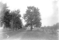 A village maple tree probably on Harvey with tracks to the right c1892