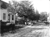 Mrs. Harvey's cows on Fifth St.