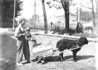 Donohoe boy with dog and cart at rail crossing with Cedar St. in the rear