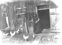 Harvey's Hens - (Mrs. Westbrook/Biggars) 1902