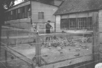 Chicken coop beside the abattoir